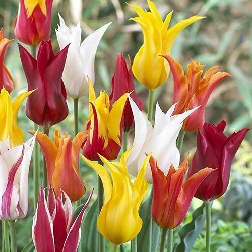 Tulipa 'Lily Flowered' mix
