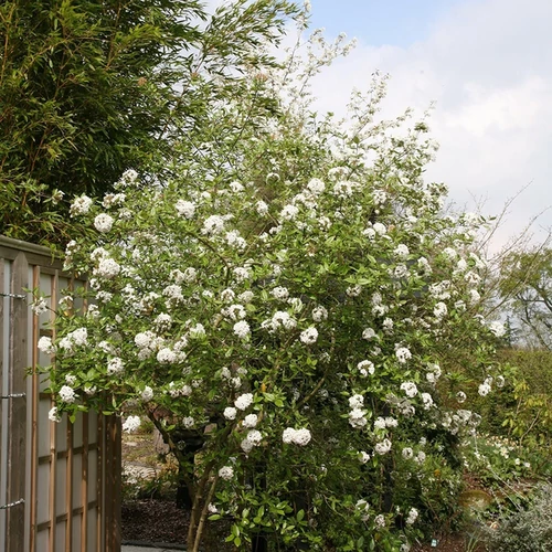 Viburnum burkwoodii