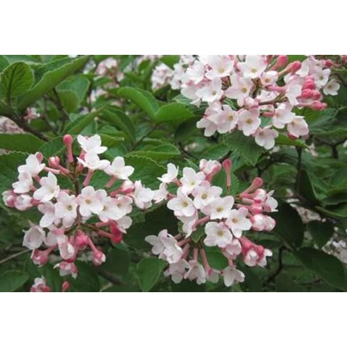 Viburnum carlesii 'Juddii'