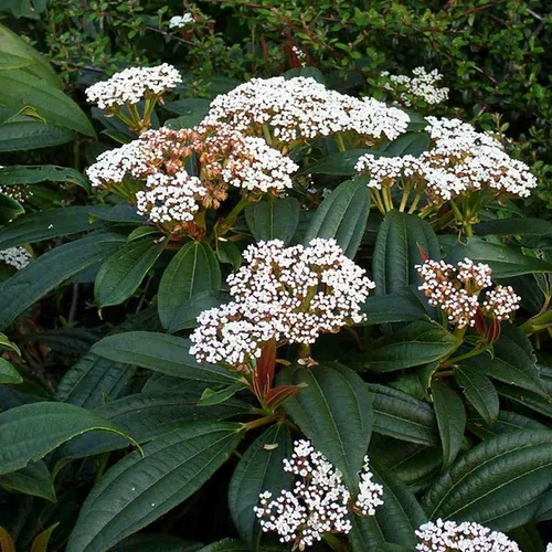 Viburnum cinnamomifolium