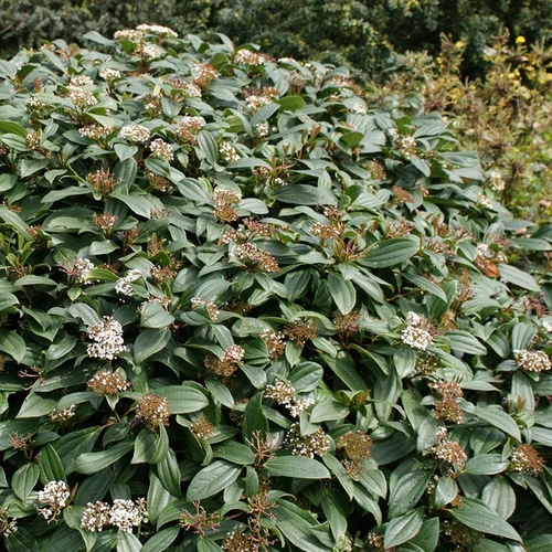 Viburnum davidii