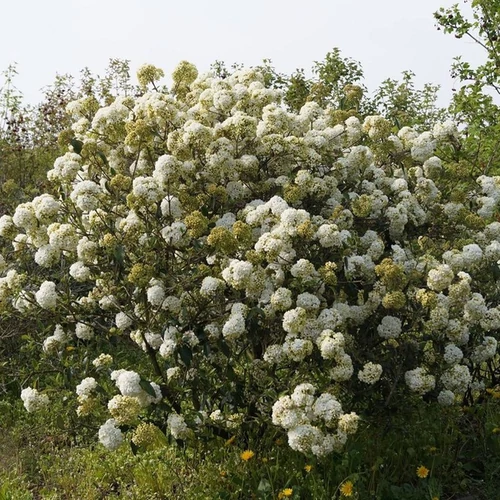 Viburnum erubescens 'Eskimo'