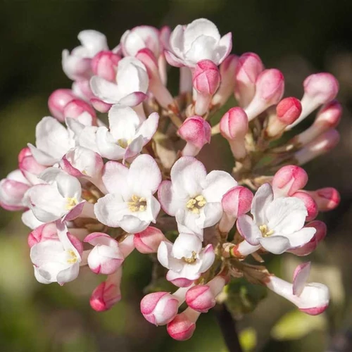 Viburnum farreri 'December Dwarf'