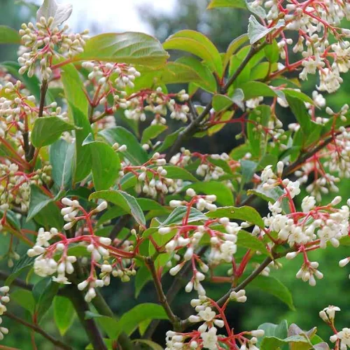 Bangita télizöld illatos - Viburnum hillieri 'Winton' 30/40cm K2l