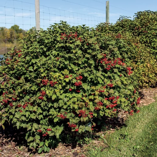 Viburnum opulus 'Compactum'