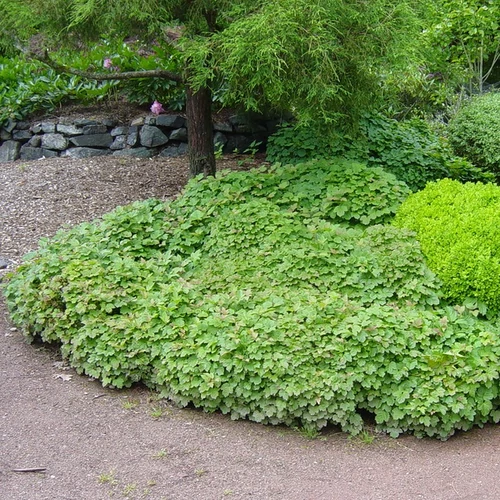 Viburnum opulus 'Nanum'