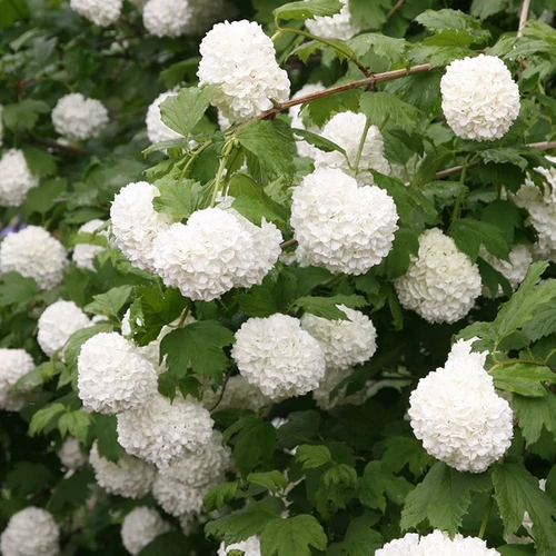 Viburnum opulus 'Roseum'