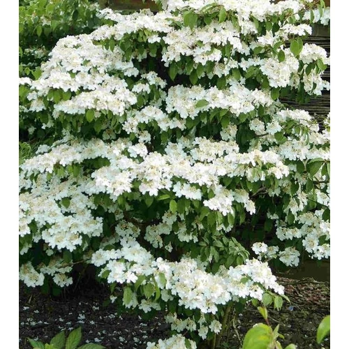 Bangita redős - Viburnum plicatum 'Kilimanjaro' 40/60 cm K2l