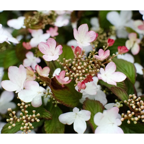 Viburnum plicatum 'Pinkawai'