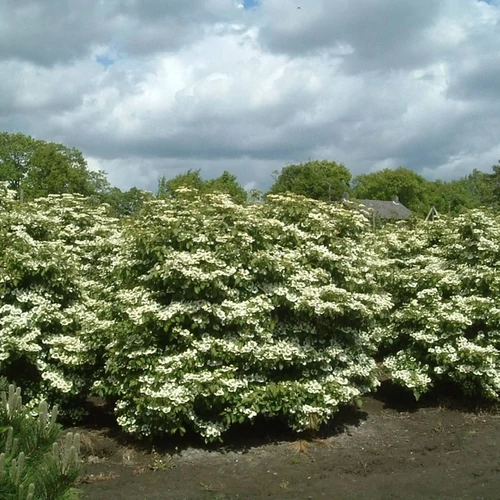 Viburnum plicatum 'Watanabe'