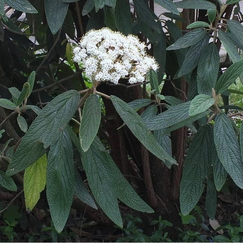 Viburnum rhytidophylloides 'Holland'