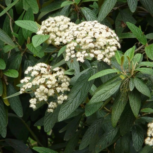 Viburnum rhytidophylloides 'Willowwood'
