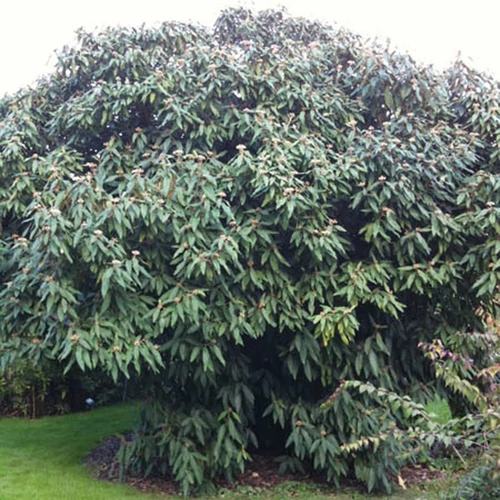 Viburnum rhytidophyllum