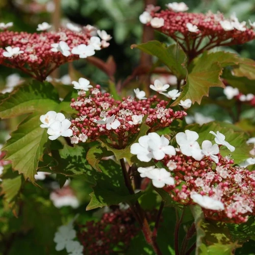 Viburnum sargentii 'Onondaga'