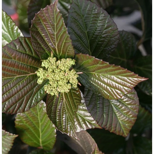 Viburnum 'Shiny Dancer'