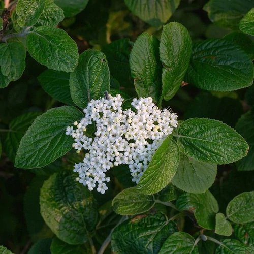 Viburnum lantana