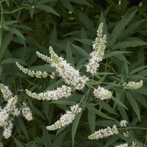 Vitex agnus 'Alba'
