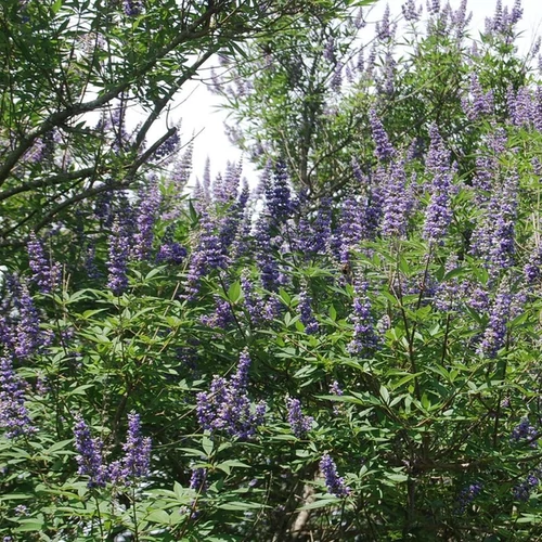 Vitex agnus 'Castus'