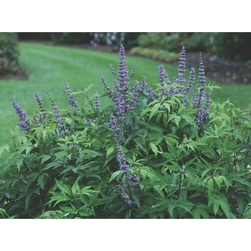 Illatos barátcserje törpe - Vitex agnus castus 'Blue Diddley' 20/40cm K3l