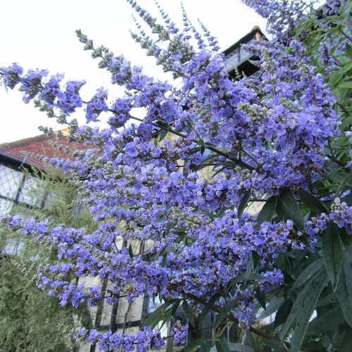 Vitex agnus 'Latifolia'