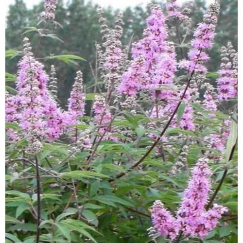 Illatos barátcserje rózsaszín virágú- Vitex agnus castus 'Pink Pinnacle' 40/60cm K2l