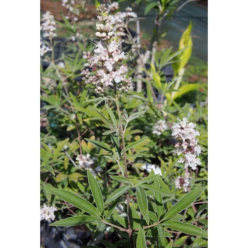 Illatos barátcserje fehér - Vitex agnus castus ‘Silver Spire’ 40/60cm K4l