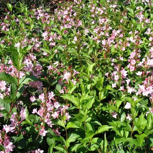 Weigela 'Abel Carriere'