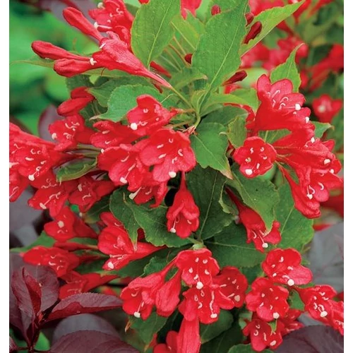Weigela 'All Summer Red'