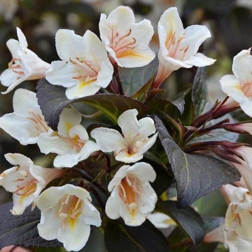 Weigela 'Ebony and Ivory('Velda')