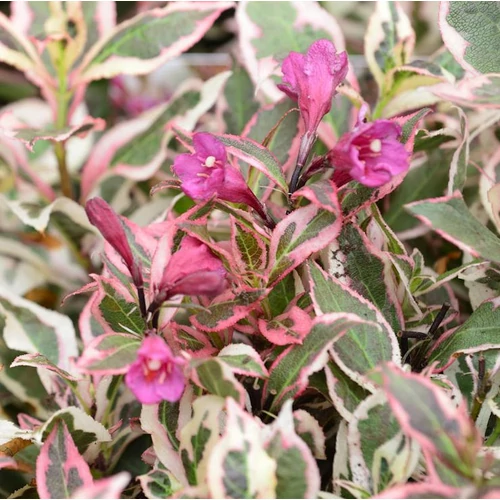 Weigela 'All Summer Monet' 
