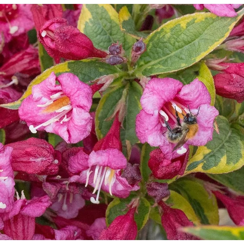 Weigela florida 'Brigela'