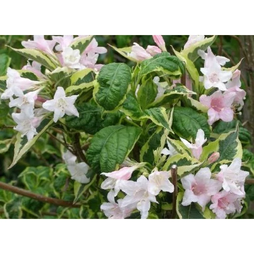 Rózsalonc fehér szegélyű levelű - Weigela florida 'Caricature' 30/40cm K2l