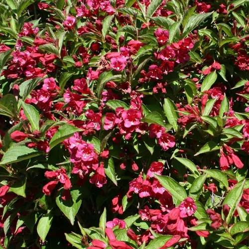 Weigela florida 'Eva Rathke'