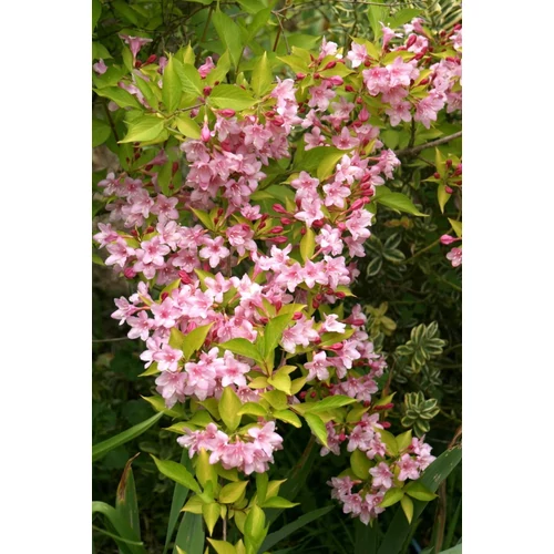 Weigela 'Looymansii Aurea'