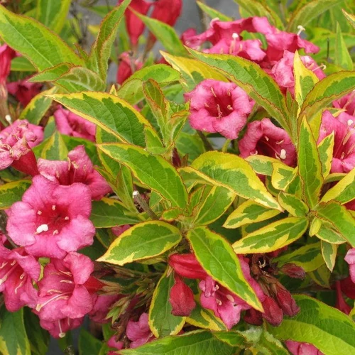 Weigela florida 'Magical Rainbow'
