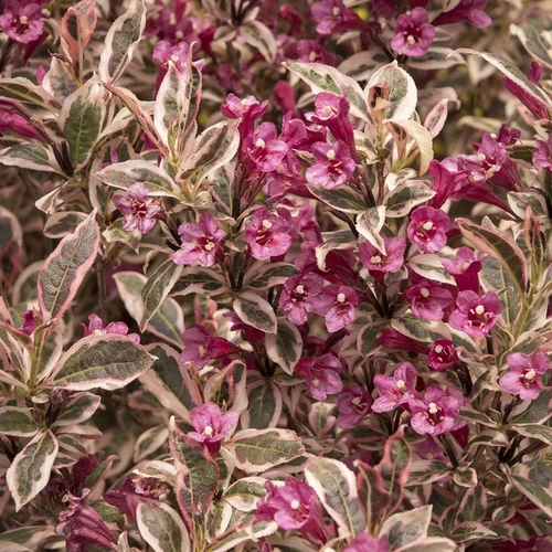 Weigela florida 'Monet'