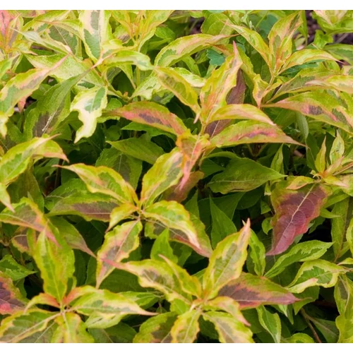 Weigela florida 'My Monet Sunset'