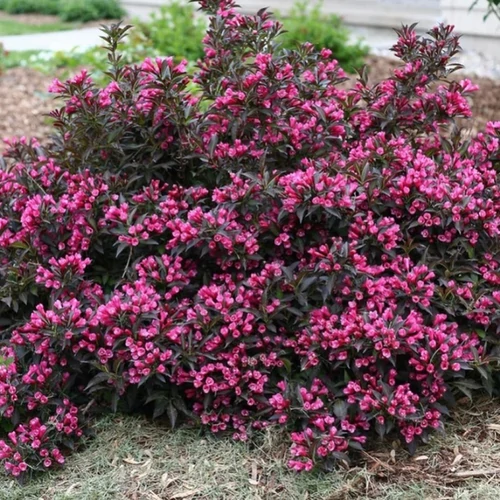 Weigela florida 'Nana Purpurea'