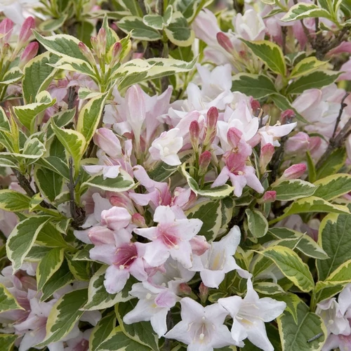 Weigela florida 'Nana Variegata'