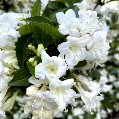 Weigela florida 'Snowflake'