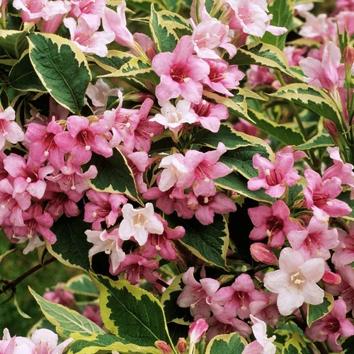 Weigela florida 'Variegata'