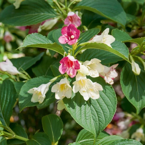 Weigela 'Marjorie'