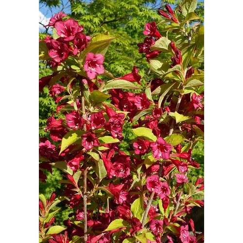 Weigela 'Olympia'