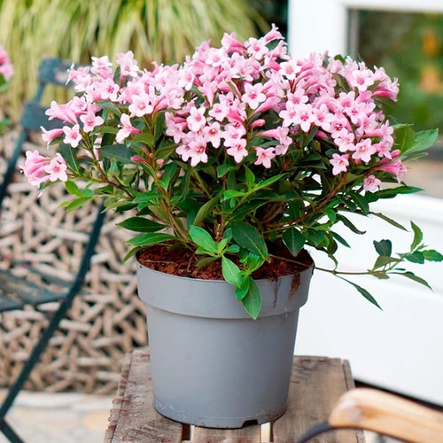 Weigela 'Pink Poppet'