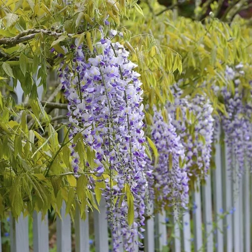 Wisteria brachybotrys 'Golden Dragon'