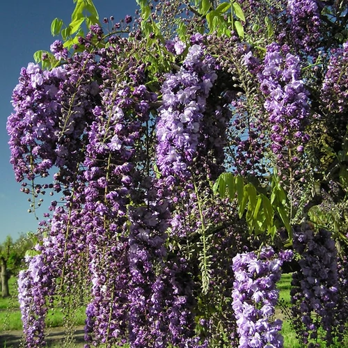 Wisteria floribunda 'Black Dragon'