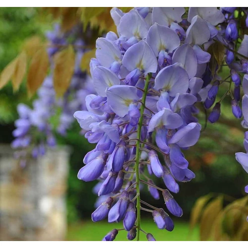 Wisteria floribunda 'Eranthema'