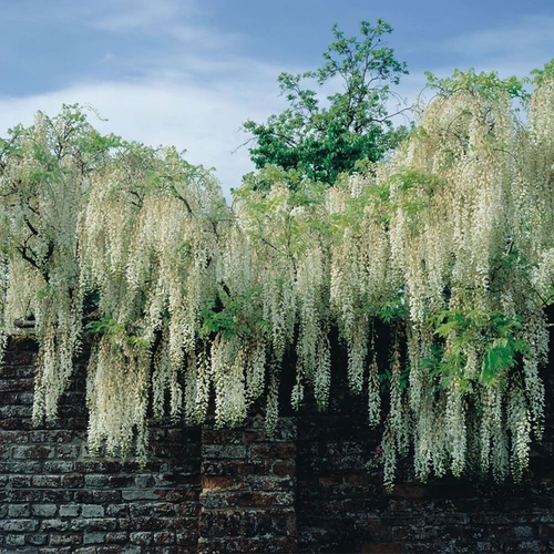 Wisteria floribunda 'Longissima Alba'