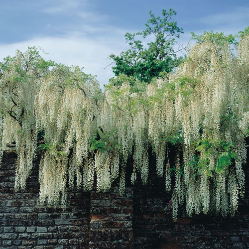 Wisteria floribunda 'Longissima Alba'