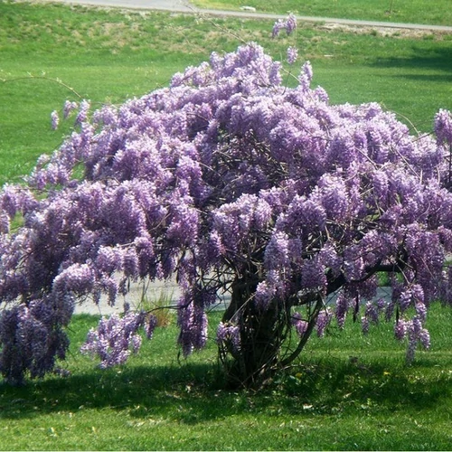 Wisteria macrostachya 'Blue Moon'
